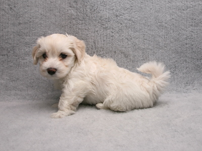 Bichon Havanais hvalp fra Kennel Miki Nanoq